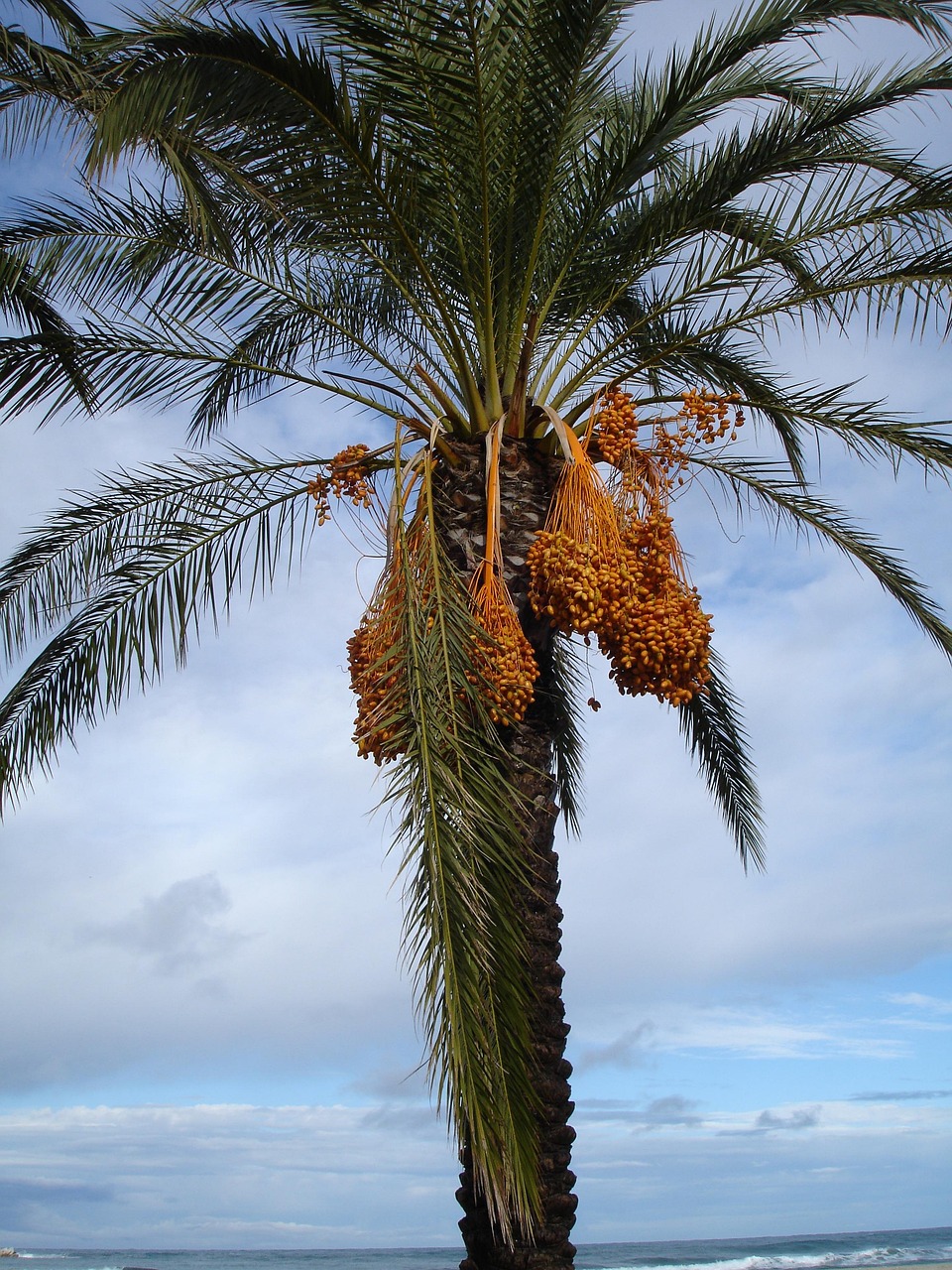 date palm, palm tree, dates, phoenix dactylifera, fruit, seeds, plant, nature, exotic, date palm, date palm, date palm, date palm, date palm, phoenix dactylifera